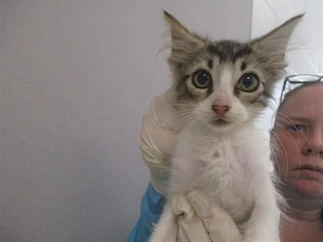 A baby small-sized female Domestic Short Hair cat named Sora for adoption in Ocala, FL