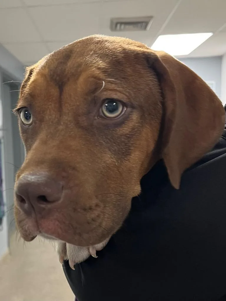 A baby medium-sized male Catahoula Leopard Dog dog named Finn for adoption in Troy, OH