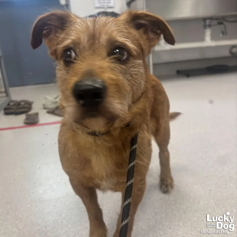 An adult small-sized male Cairn Terrier dog named Zeke for adoption in Washington, DC