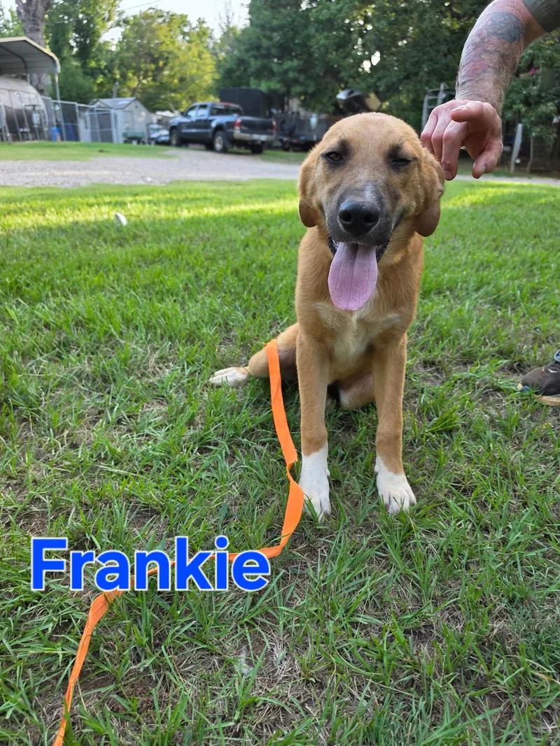 A young large-sized male Black Mouth Cur dog named Frankie for adoption in Tyler, TX