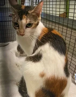 A young medium-sized female Domestic Short Hair cat named Maya for adoption in Los Angeles, CA