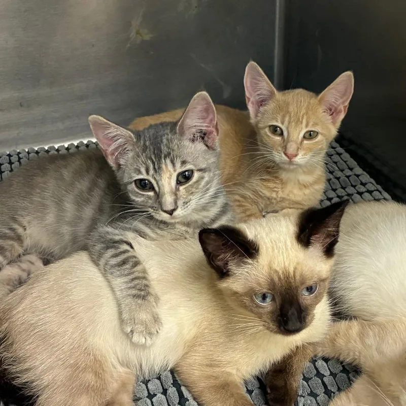 A baby small-sized female Domestic Short Hair cat named Summer for adoption in Mebane, NC