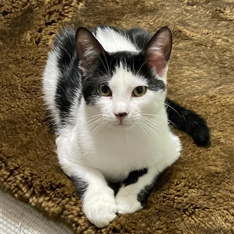 A young small-sized male Domestic Short Hair cat named Roscoe for adoption in LITTLE MOUNTAIN, SC