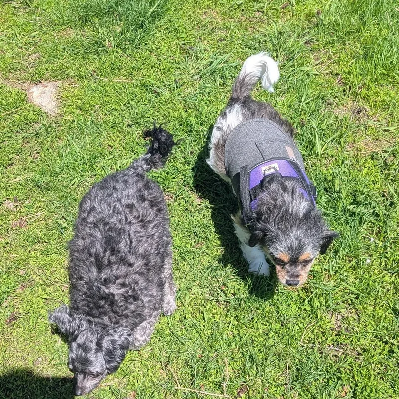 Ivy Bonded To Jasper