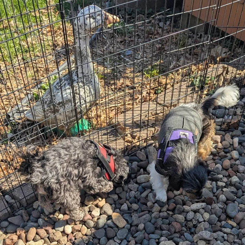 Ivy Bonded To Jasper thumbnail 2