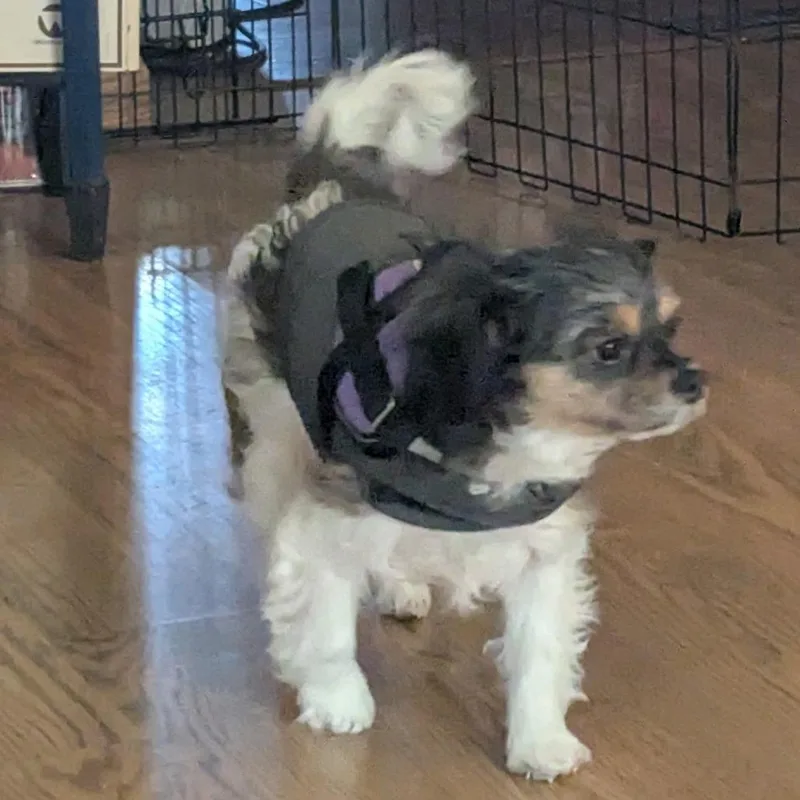 Ivy Bonded To Jasper thumbnail 3