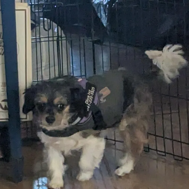 Ivy Bonded To Jasper thumbnail 4