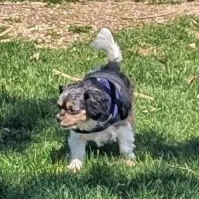 Ivy Bonded To Jasper thumbnail 6