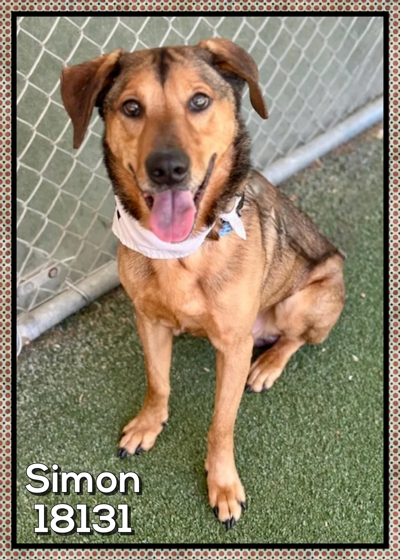An adult medium-sized male Golden German Shepherd Dog dog named Simon for adoption in Marietta, GA