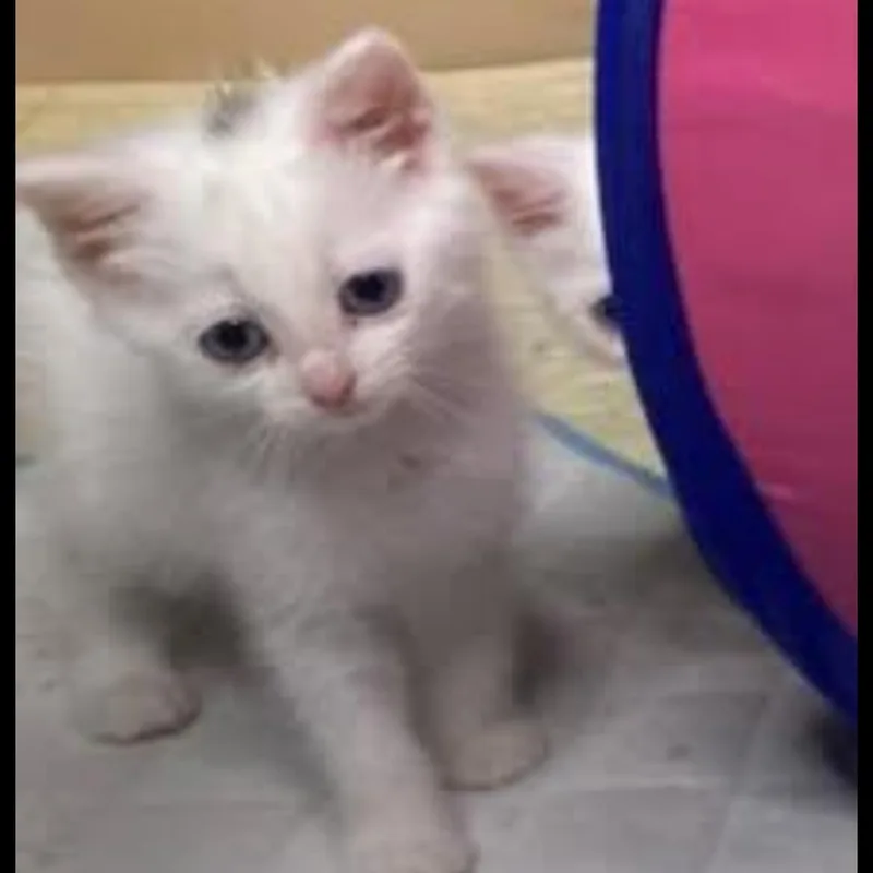 A baby small-sized male White Domestic Short Hair cat named Cirrus for adoption in Brockport, NY