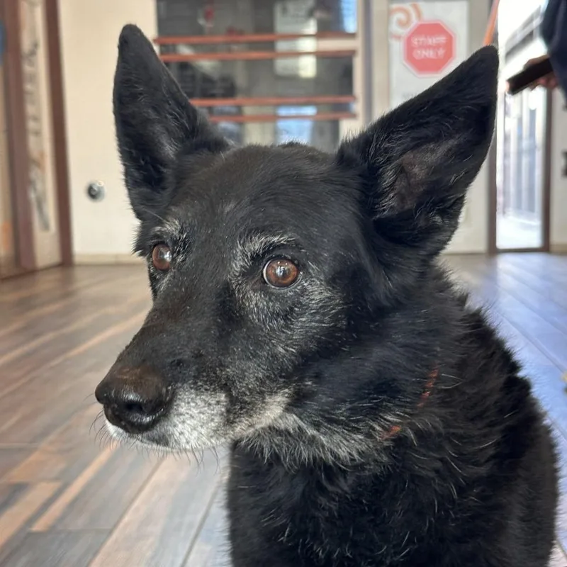 A senior medium-sized male Black Cattle Dog dog named Bennet for adoption in Reno, NV