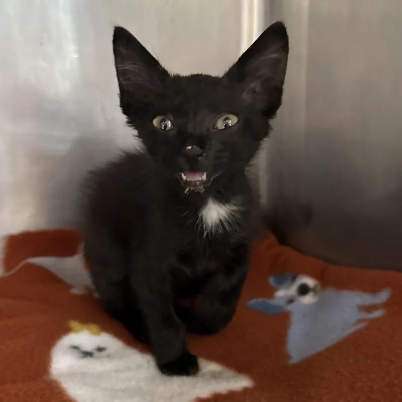 A baby small-sized female Black Domestic Short Hair cat named Beartooth for adoption in Lauderhill, FL