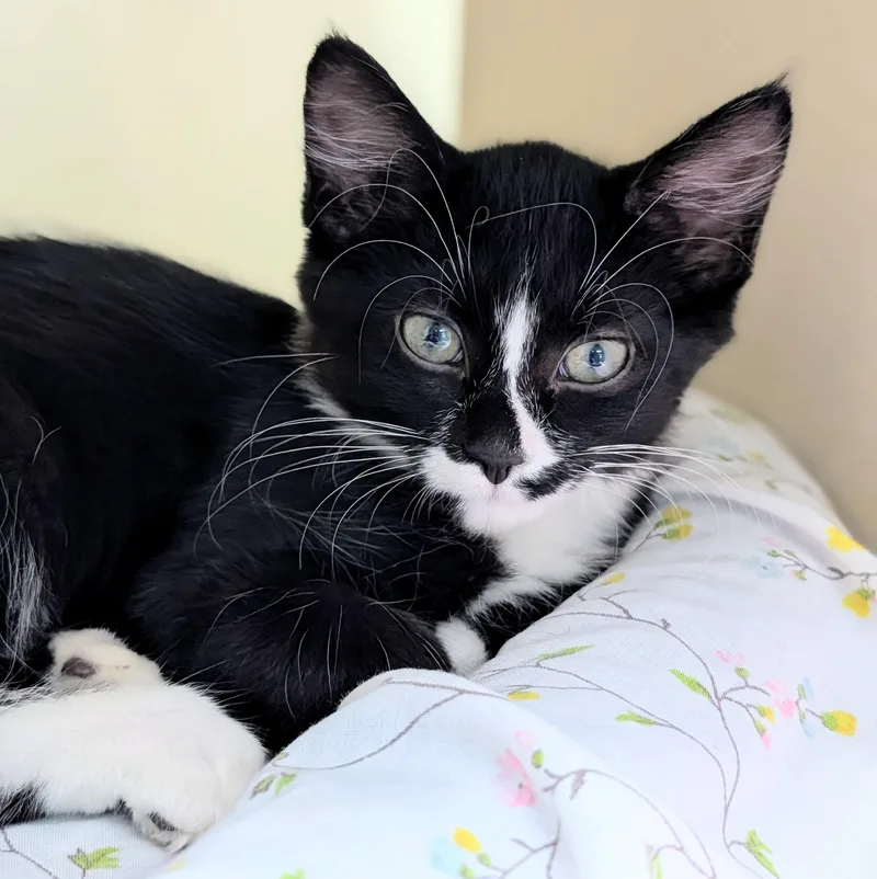 A young medium-sized male Black & White / Tuxedo Domestic Short Hair cat named Lotus for adoption in Decatur, IL