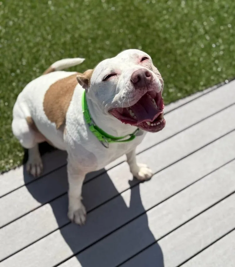 An adult medium-sized female Pit Bull Terrier dog named Josie for adoption in Charlotte, MI