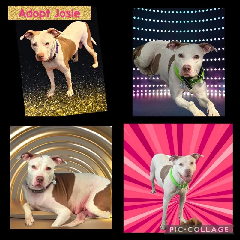 Josie thumbnail 4