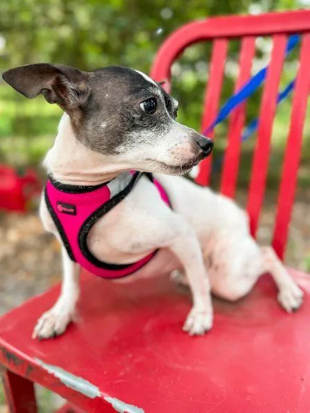 An adult small-sized male Chihuahua dog named Captain for adoption in Pass Christian, MS