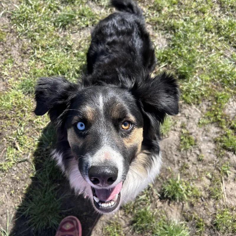 A young medium-sized male Australian Shepherd dog named Scout for adoption in Plummer, ID