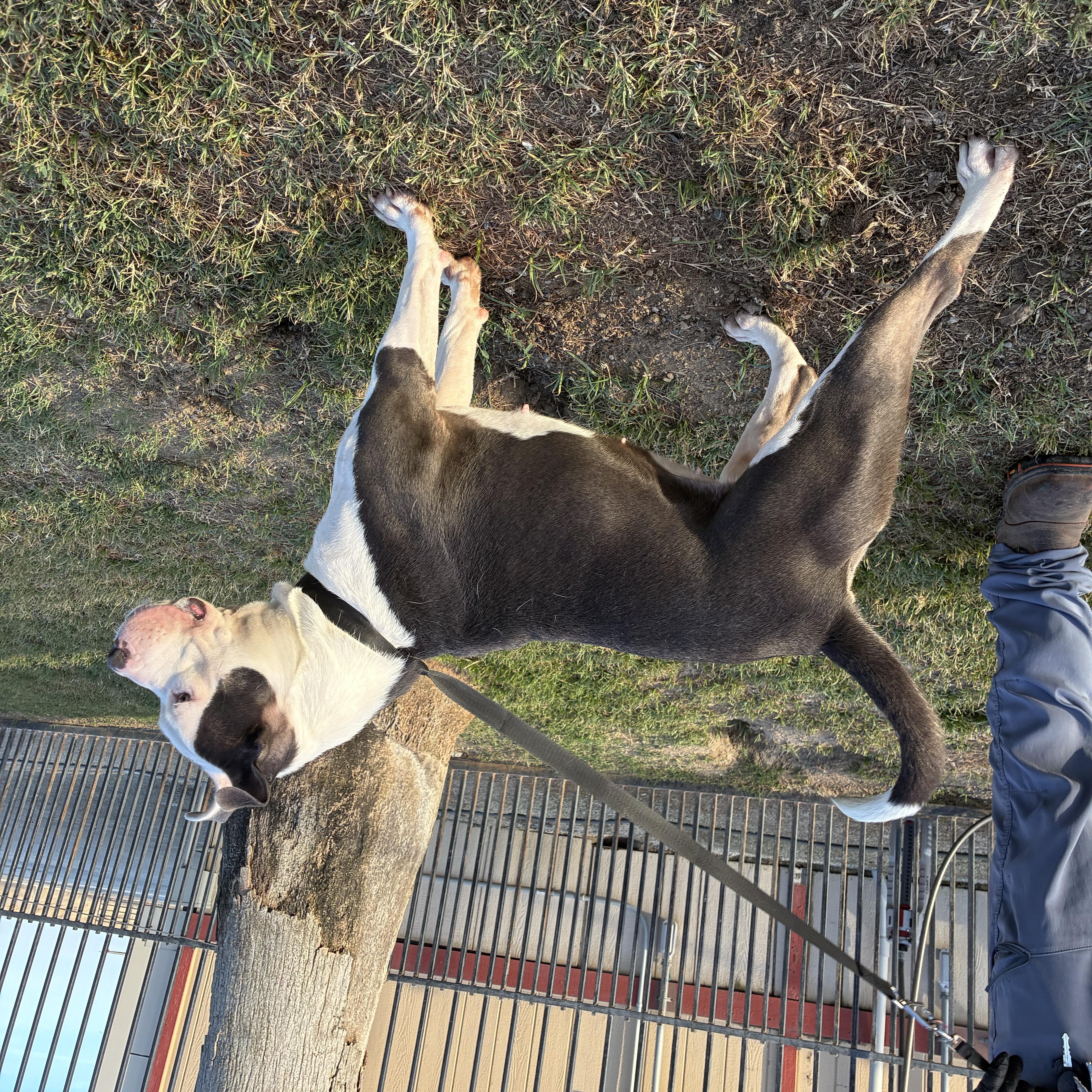 An adult medium-sized female Apricot / Beige American Staffordshire Terrier dog named Ellie for adoption in Delano, CA