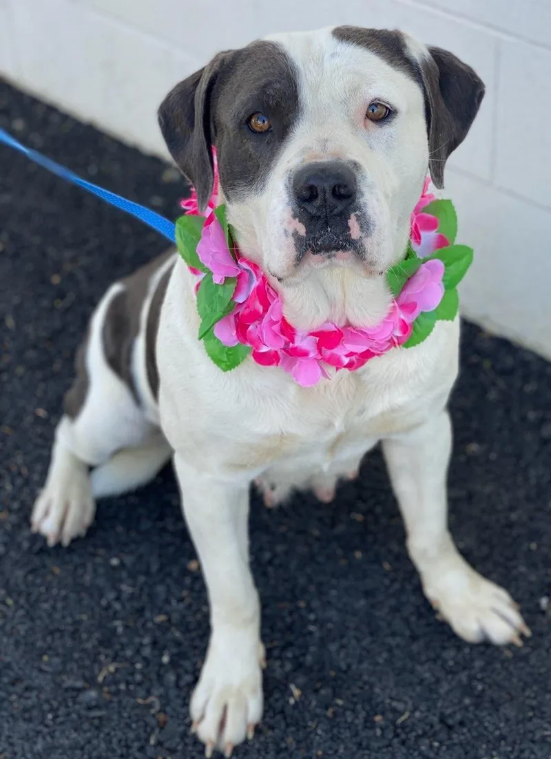 An adult large-sized female Pit Bull Terrier dog named Beth for adoption in Colusa, CA