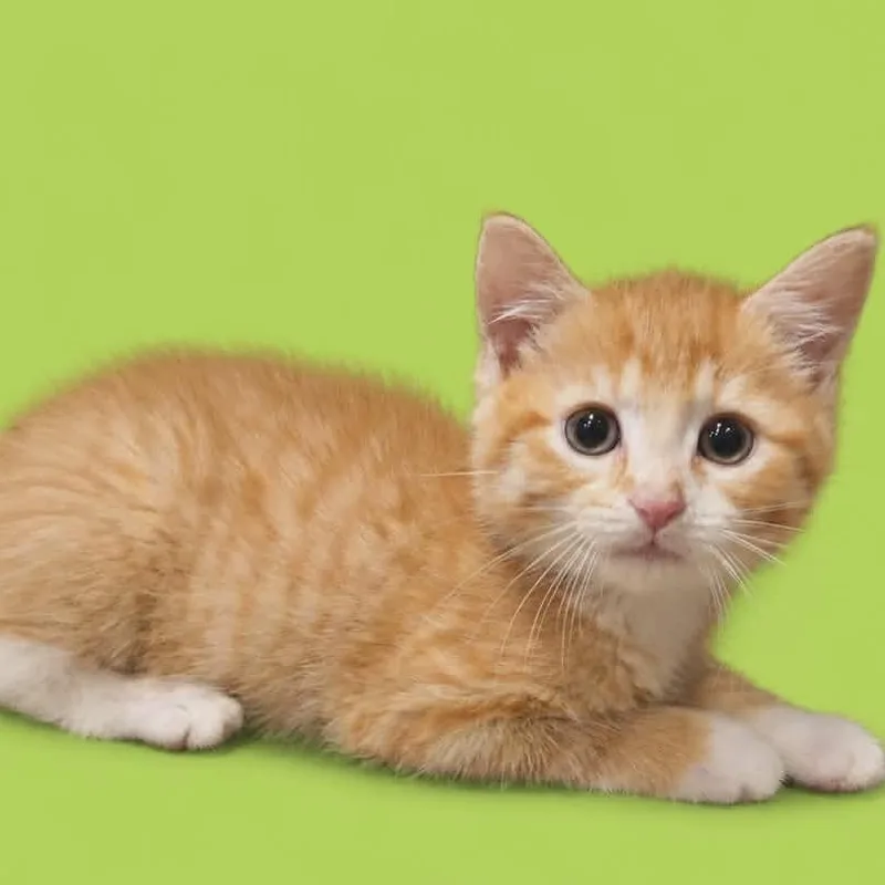 A baby small-sized male Orange / Red Domestic Short Hair cat named Crispy Orange Tofu for adoption in Fredericksburg, VA