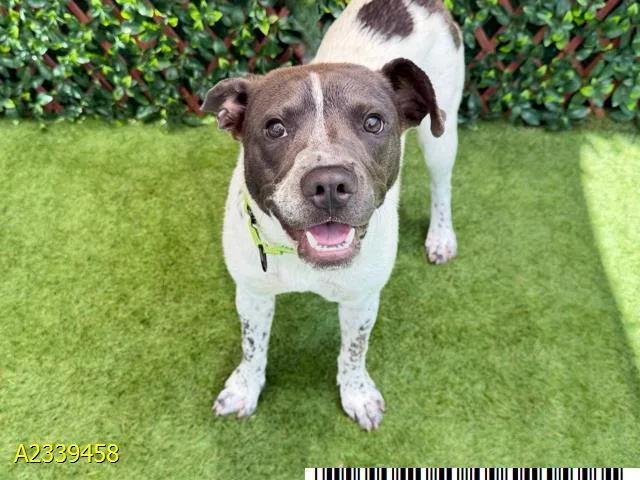 A young medium-sized female Mixed Breed dog named Poppi for adoption in West Palm Beach, FL