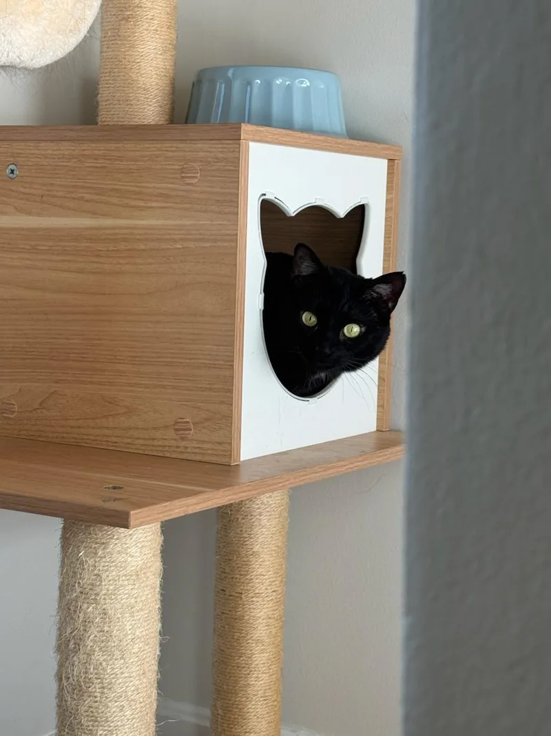 A young medium-sized female Black Domestic Short Hair cat named Harley for adoption in Worcester, MA