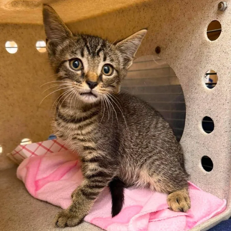 A baby small-sized male Brown / Chocolate Domestic Short Hair cat named Phobos for adoption in Bastrop, TX