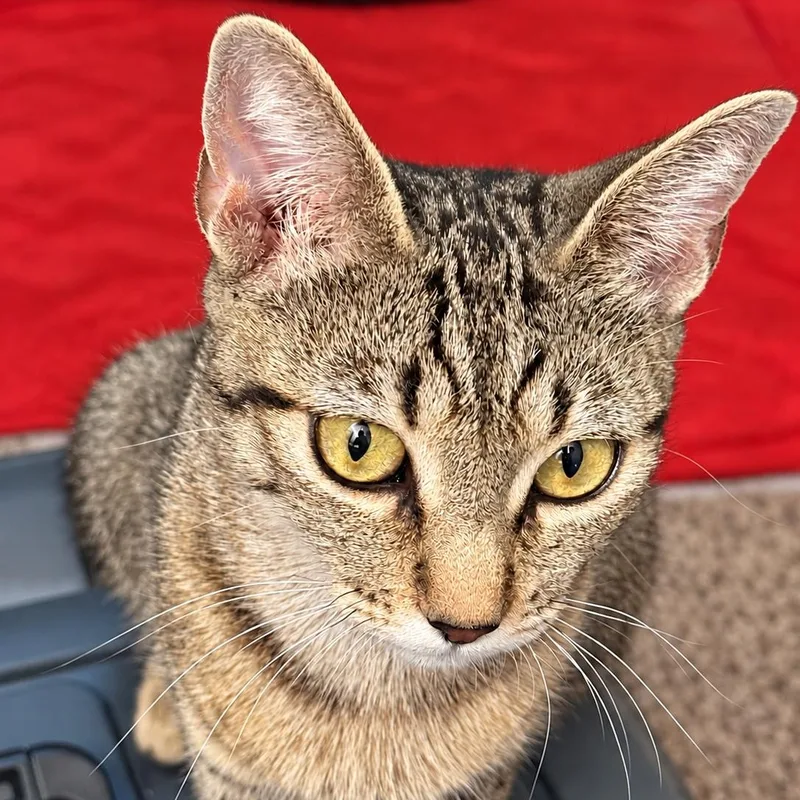 A young medium-sized female Extra-Toes Cat / Hemingway Polydactyl cat named Gigi for adoption in Antioch, CA