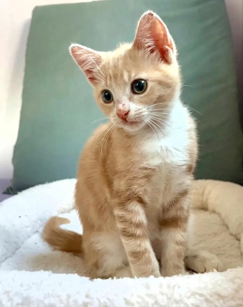 A baby medium-sized female Tabby cat named Bridget for adoption in Campbell, CA