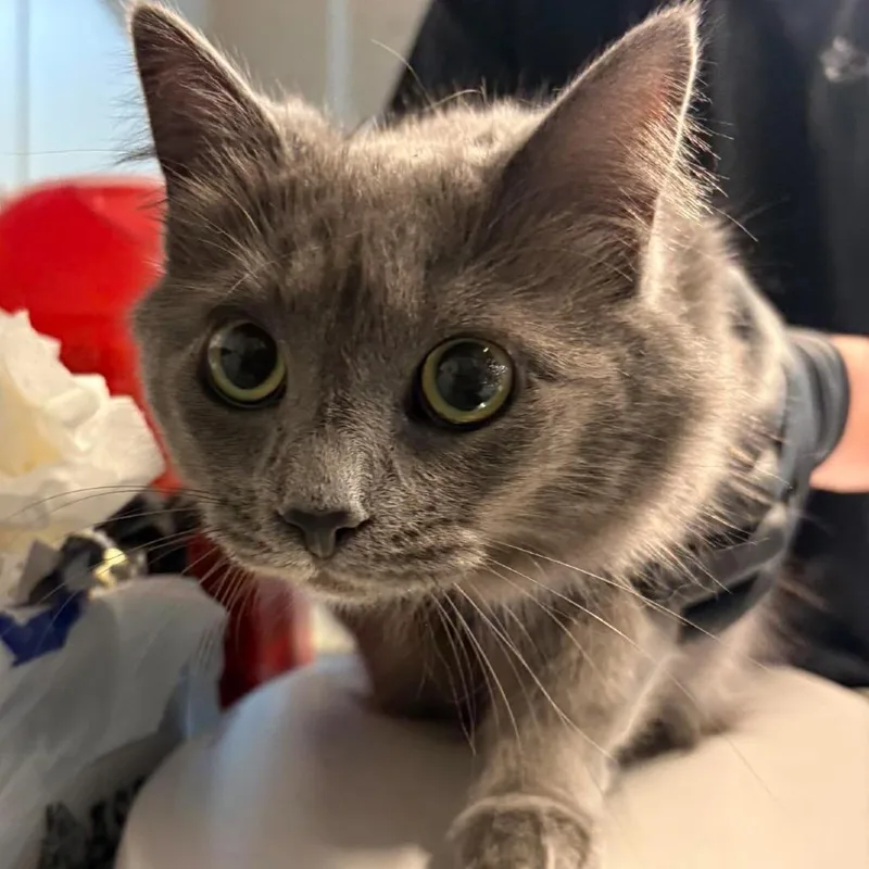 An adult large-sized female Gray / Blue / Silver Domestic Medium Hair cat named Nimbus for adoption in Huntington, WV