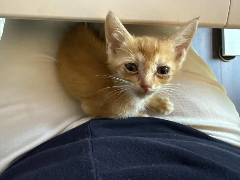 A baby small-sized female Domestic Short Hair cat named Blue for adoption in Davidson, NC