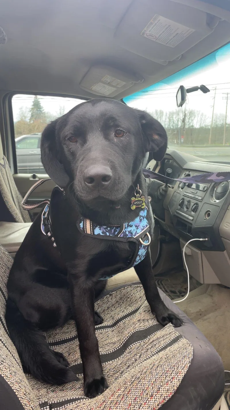 An adult large-sized male Labrador Retriever dog named Apollo for adoption in St. Helens, OR