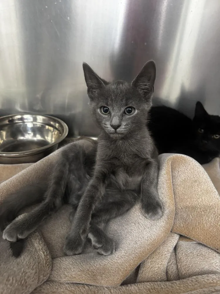 A baby small-sized male Domestic Short Hair cat named Steve for adoption in Brewster , NY