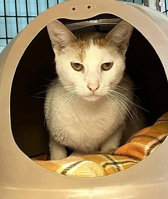 An adult medium-sized male Domestic Short Hair cat named Crosby for adoption in Seal Beach, CA