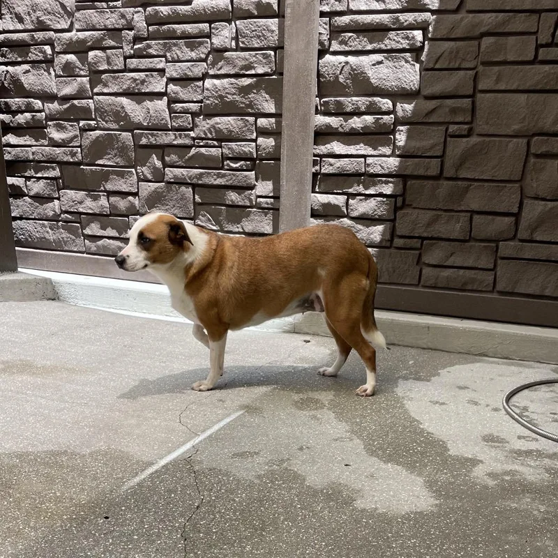 An adult medium-sized female Yellow / Tan / Blond / Fawn Mixed Breed dog named Wasabi for adoption in LOXAHATCHEE, FL