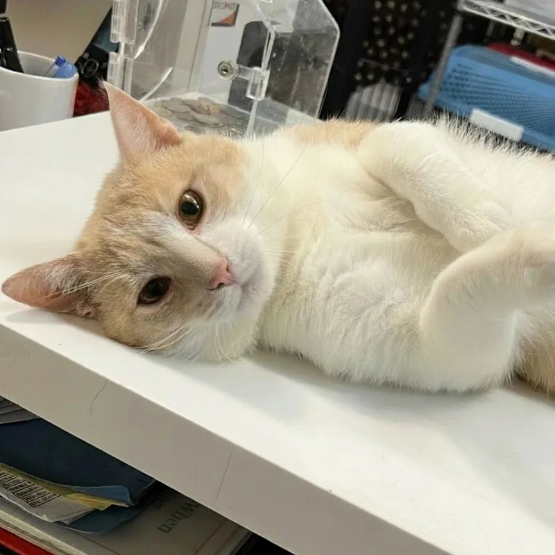 A young medium-sized male Orange / Red Domestic Short Hair cat named Jimmy for adoption in Blasdell, NY