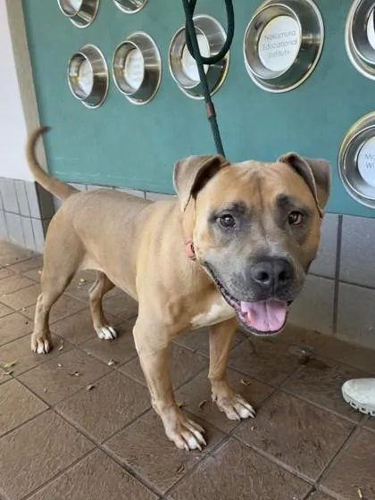 A young large-sized male Pit Bull Terrier dog named Laione Tuitele for adoption in Honolulu, HI