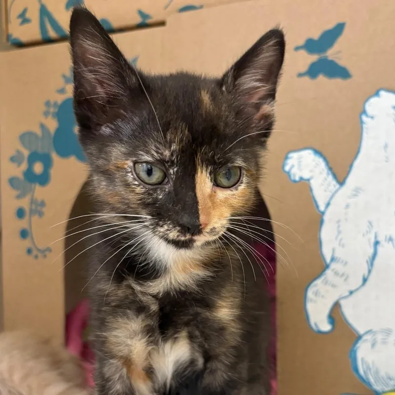 A baby small-sized female Tortoiseshell Domestic Short Hair cat named Odesza for adoption in West Olive, MI