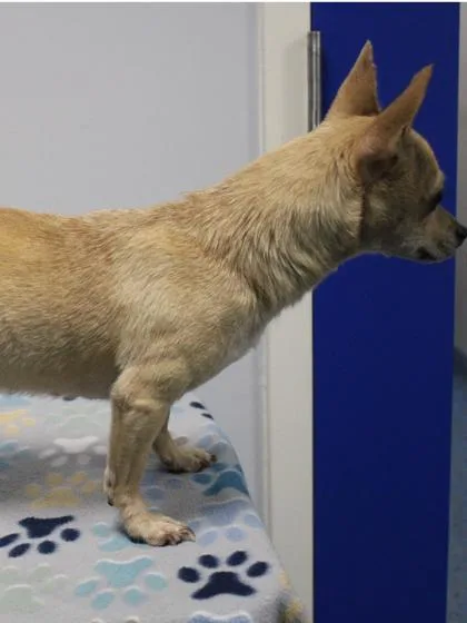 An adult small-sized female Mixed Breed dog named Carley for adoption in Kenansville, NC