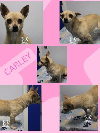 Carley thumbnail 3