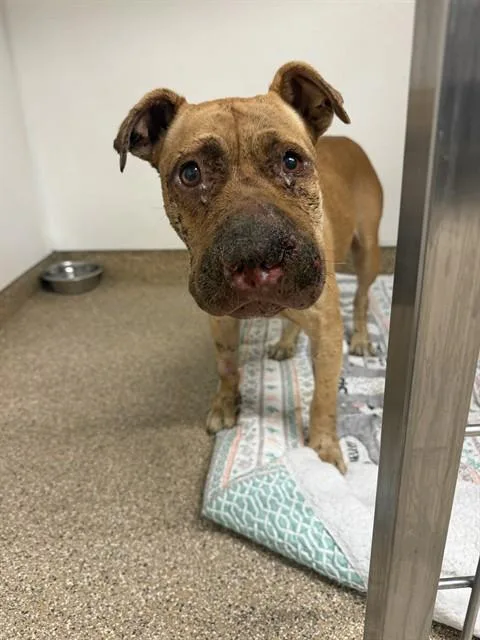 An adult medium-sized female Pit Bull Terrier dog named Jenn for adoption in Albuquerque, NM