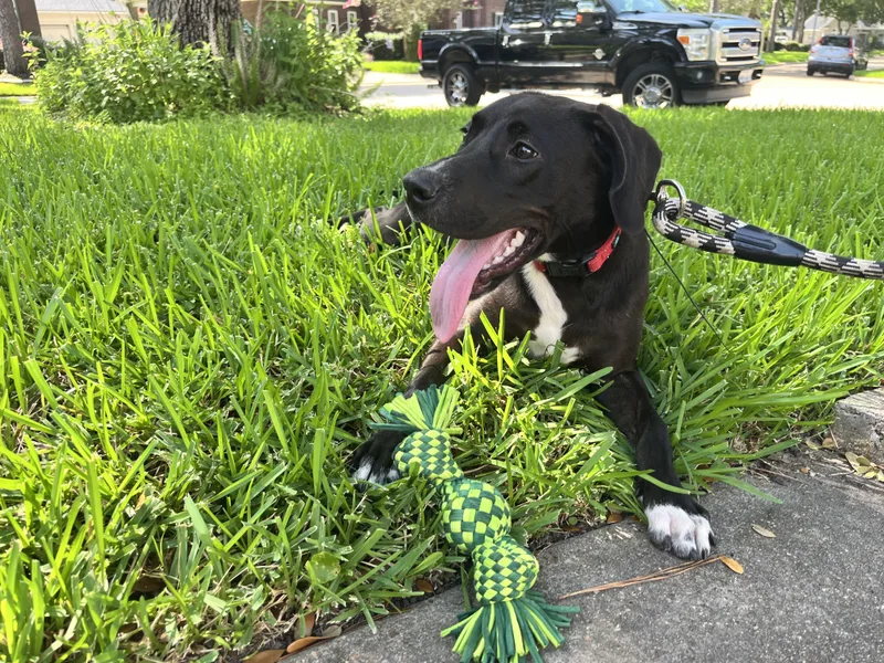 A young large-sized female Black Labrador Retriever dog named Lila for adoption in Humble, TX