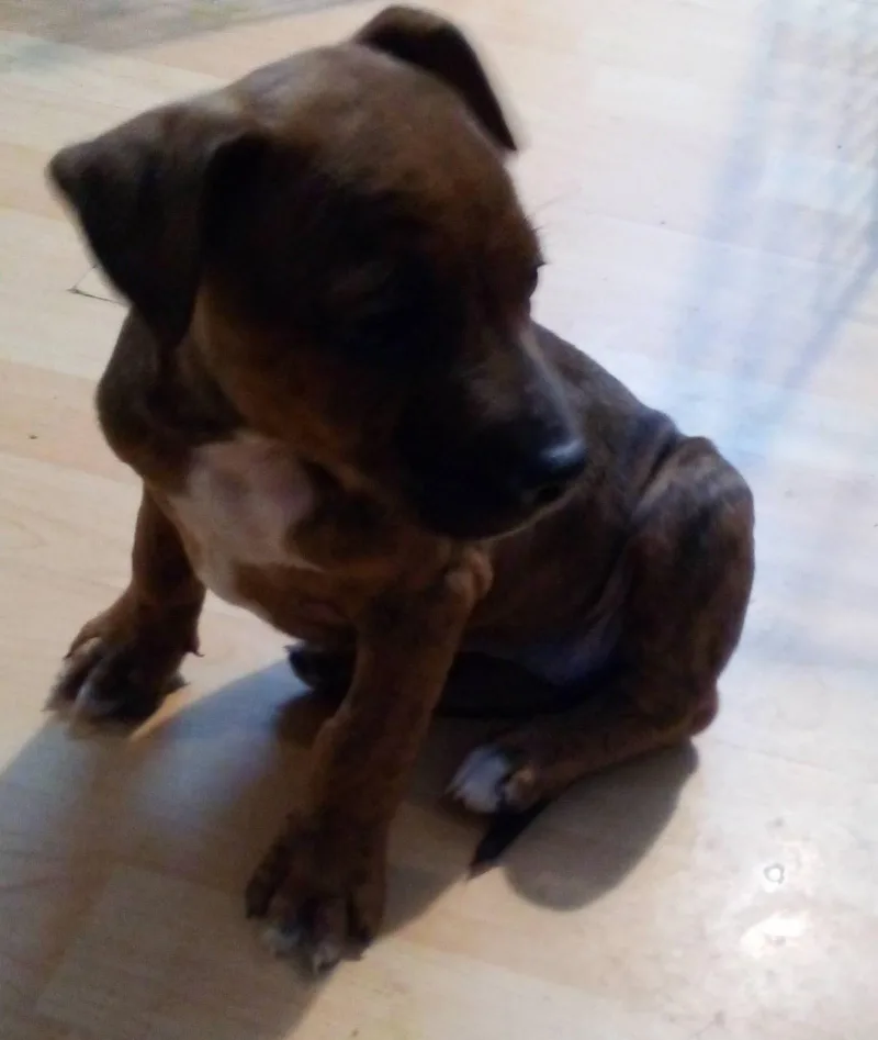 Annie Sue thumbnail 2