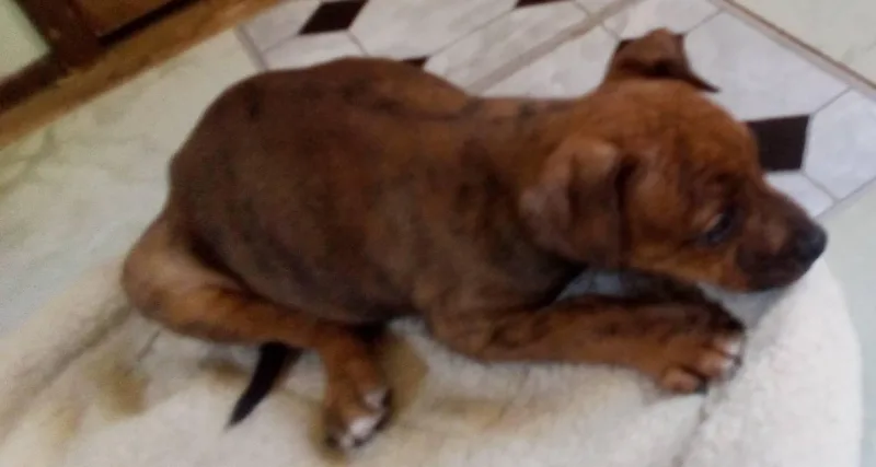 A baby medium-sized female Brindle Pit Bull Terrier dog named Annie Sue for adoption in South Royalton, VT