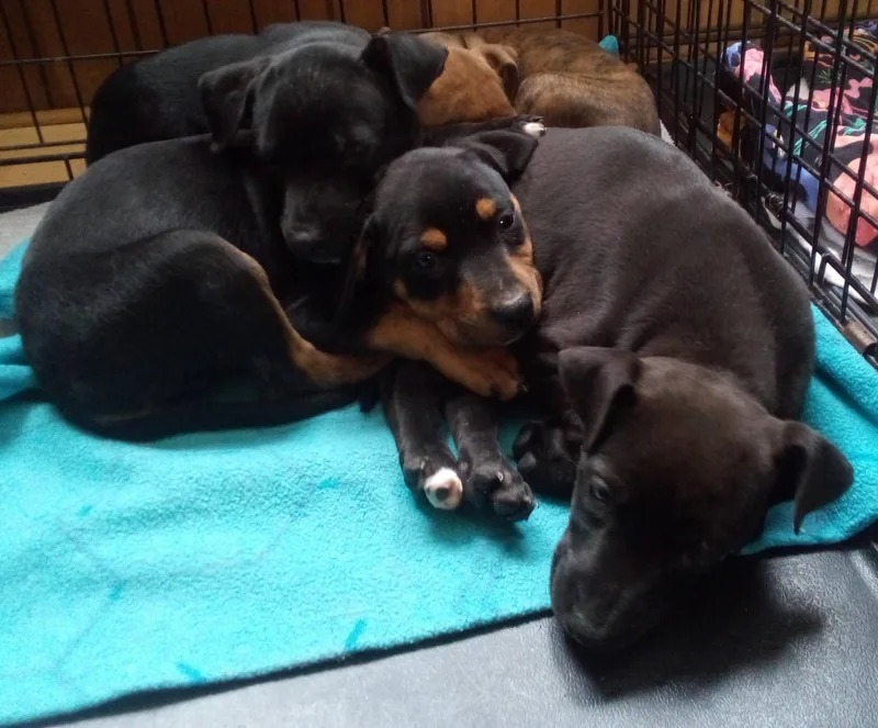 Annie Sue thumbnail 3