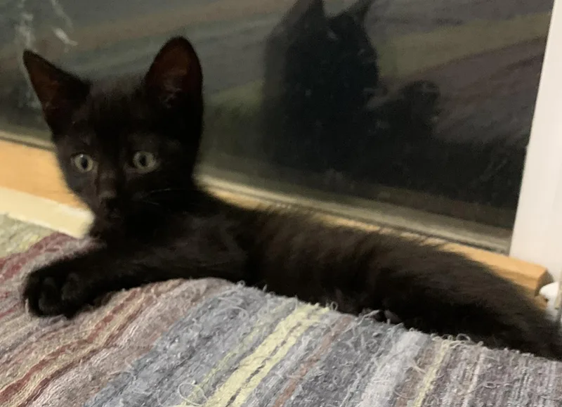 A baby small-sized female Black Bombay cat named Violet for adoption in Chino Hills, CA