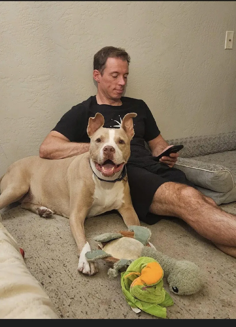 An adult large-sized male American Staffordshire Terrier dog named Canelo  Courtesy Listing for adoption in San Diego, CA