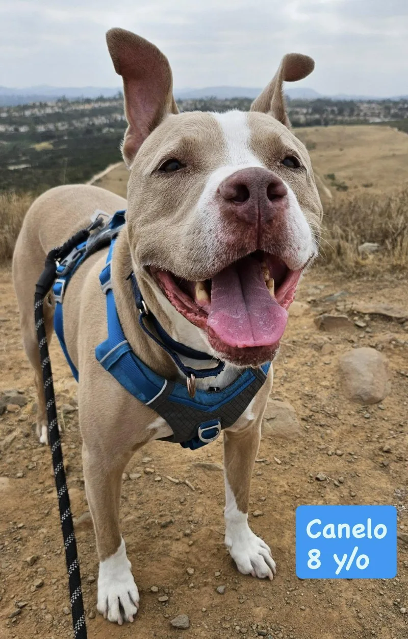 Canelo  Courtesy Listing thumbnail 2