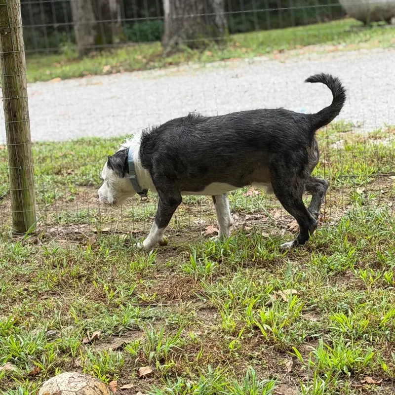 A young large-sized male White / Cream Husky dog named Thor for adoption in Princeton, KY