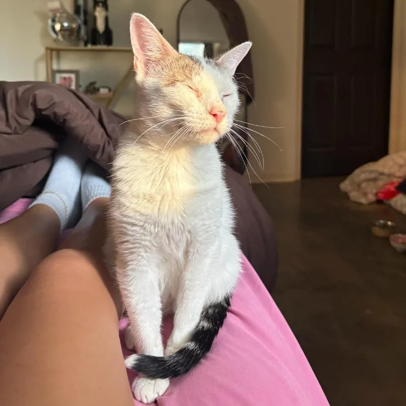An adult small-sized female White Turkish Van cat named Angoria for adoption in Wichita, KS